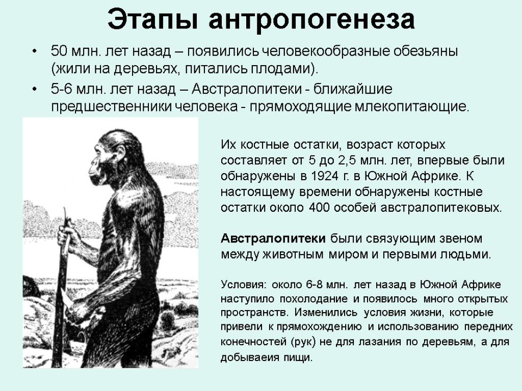 Этапы антропогенеза 50 млн. лет назад – появились человекообразные обезьяны (жили на деревьях, питались